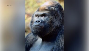 Bronx Zoo Western Lowland Gorilla Ntondo dies at 32 from acute cardiac arrest