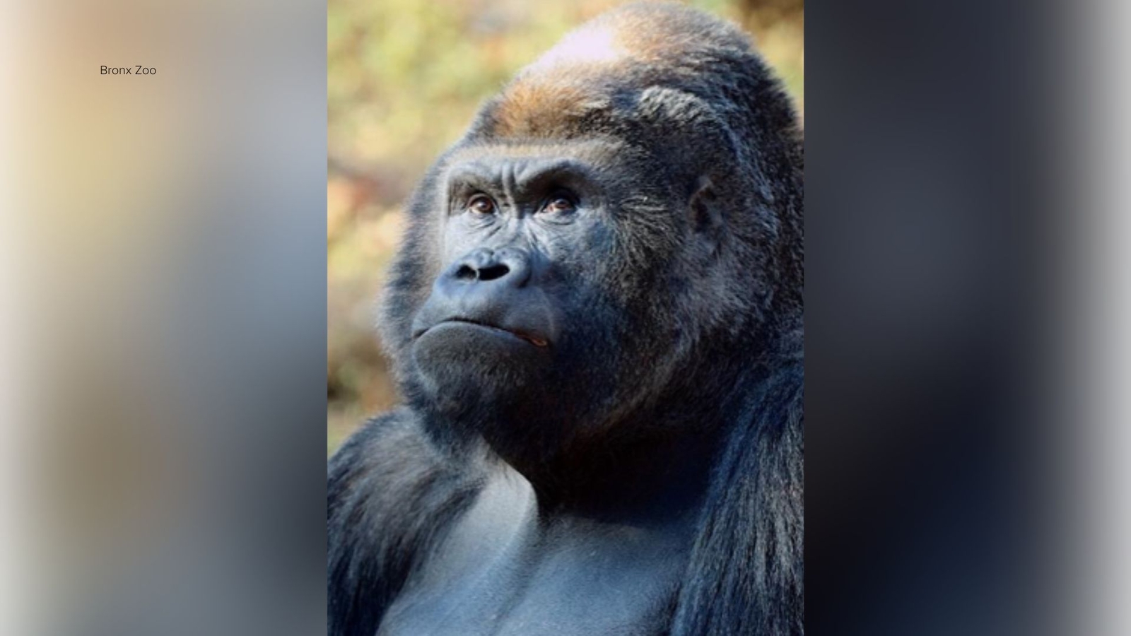 Bronx Zoo Western Lowland Gorilla Ntondo dies at 32 from acute cardiac arrest