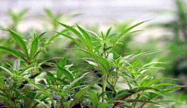 3 Long Island towns sue New York State over control of marijuana dispensaries