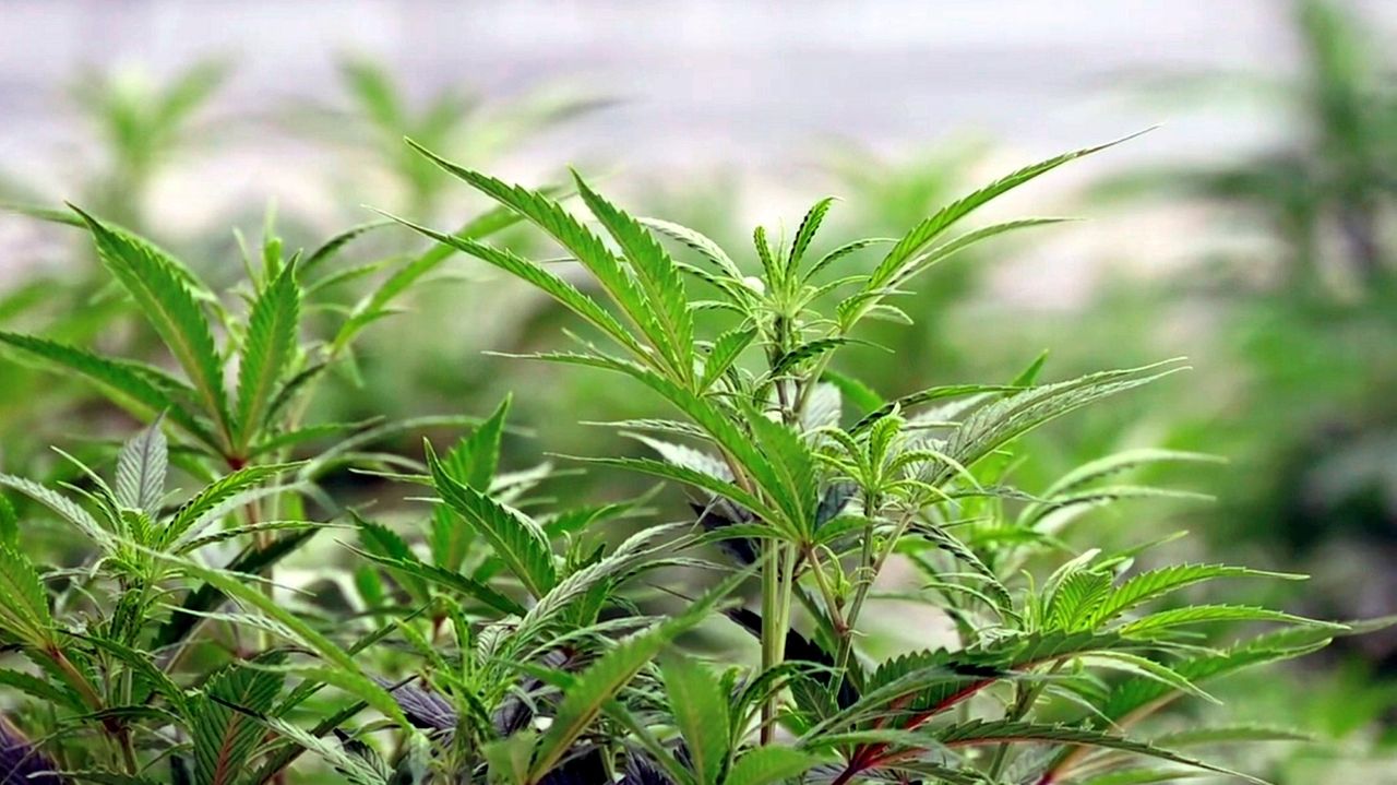 3 Long Island towns sue New York State over control of marijuana dispensaries
