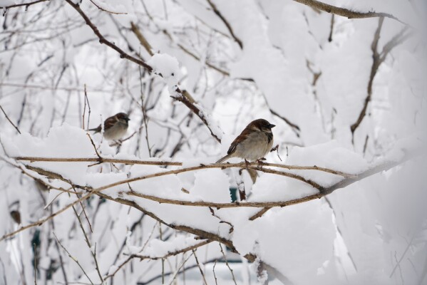 Birds rest on snow laden branches in Gramercy Park during a snowstorm, Monday, Feb. 23, 2026, in New York. (AP Photo/Pamela Hassell)