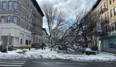 Timber! Snowstorm knocked down dozens of trees across NYC.