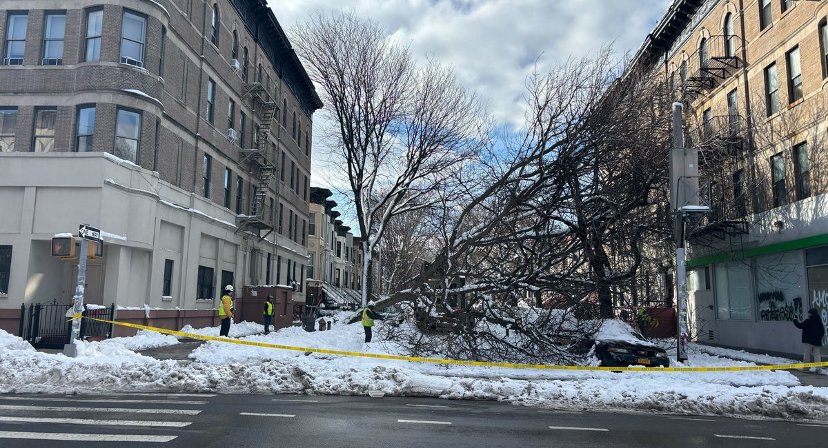 Timber! Snowstorm knocked down dozens of trees across NYC.