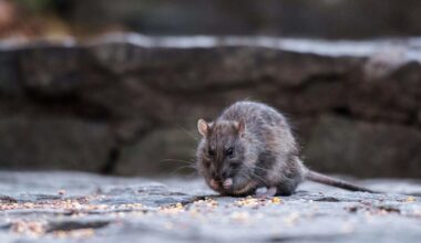 A-Z Animals Articles