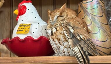 Sleepy owl found resting among items in Durham, NY antique store shelf