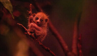 New Pygmy Slow Loris Baby at Bronx Zoo
