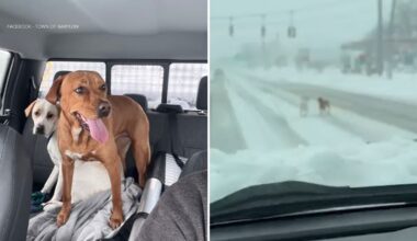 Snow plow driver rescues lost dogs during height of blizzard on Sunrise Highway in Babylon, Long Island