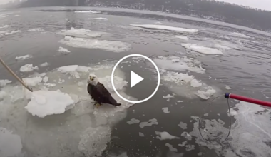 Officers Rescue Injured Bald Eagle on the Hudson River