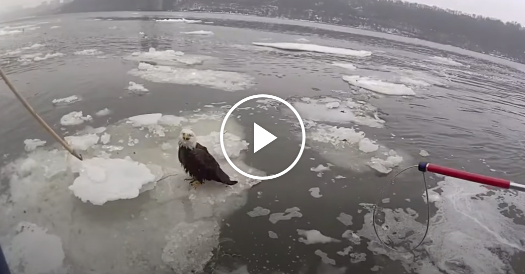 Officers Rescue Injured Bald Eagle on the Hudson River