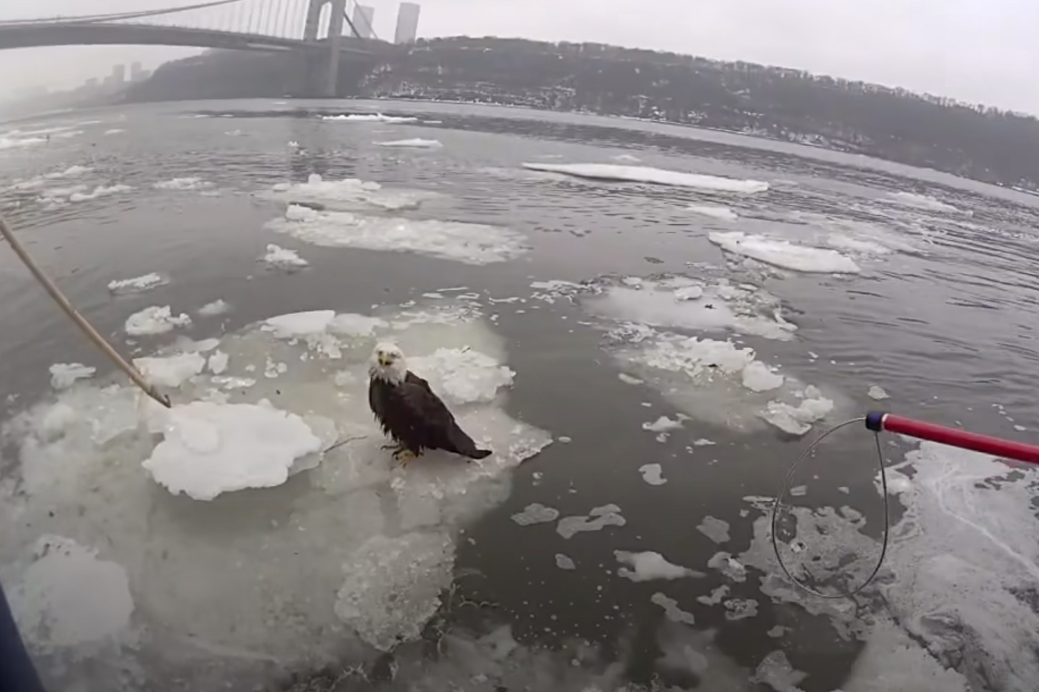 A bald eagle is perched on a piece of ice in a river. A catch pole at right is reaching out to capture the bird.