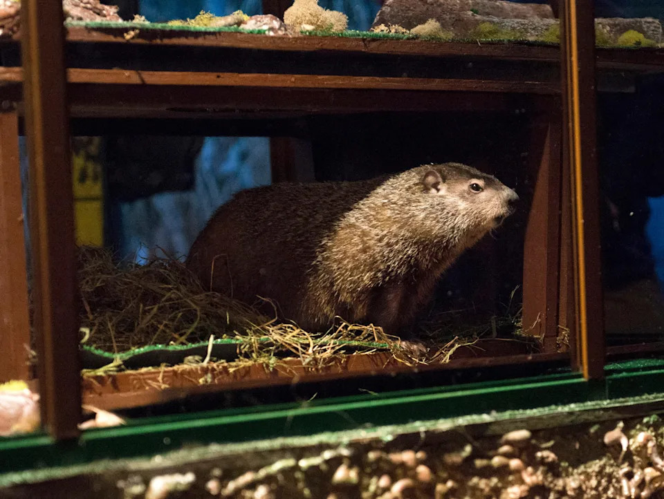 Groundhog Staten Island Chuck is seen during a "Groundhog Day" event at the Staten Island Zoo in New York, on February 2, 2015.