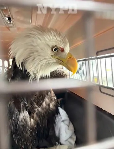 Injured bald eagle in crate NYPD/X