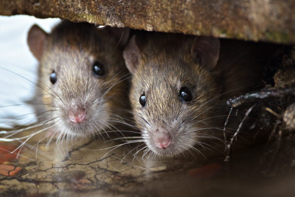 Two cute and curious Brown Rats looking of the cover.