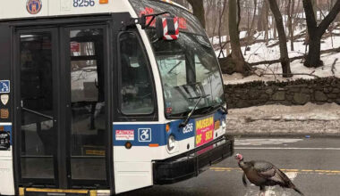 Wild Turkey Halts Traffic in N.Y.C. By Getting in a Crosswalk Standoff with a Staten Island Bus