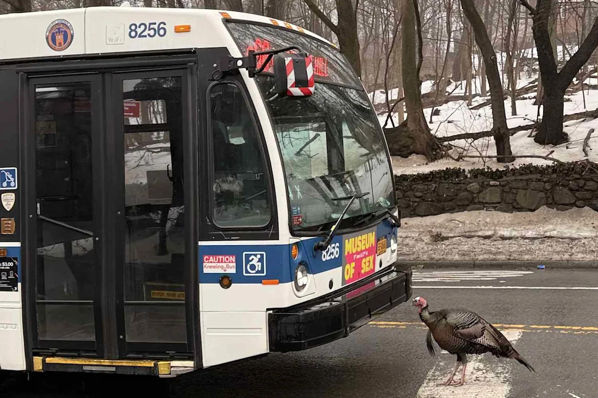 Wild Turkey Halts Traffic in N.Y.C. By Getting in a Crosswalk Standoff with a Staten Island Bus