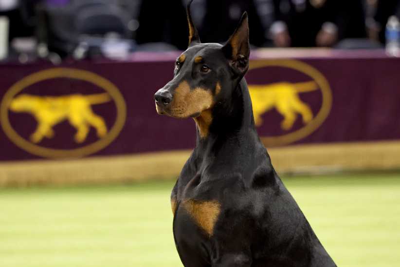 NEW YORK, NEW YORK - FEBRUARY 03: Penny, the Doberman Pinscher, winner of Best in Show, during the 150th Westminster Kennel Club Dog Show – Junior Showmanship, Group Judging (Sporting, Working, Terrier) + Best In Show at Madison Square Garden on February 03, 2026 in New York City. 