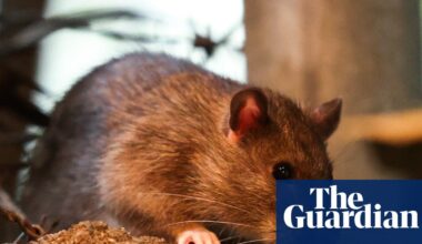 ‘If it’s cold, they stop mating’: New York City rat population may be on the decline | New York