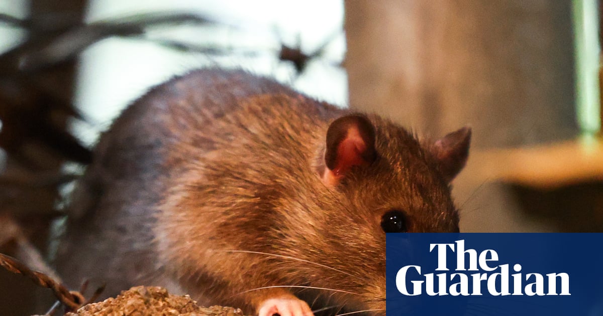 ‘If it’s cold, they stop mating’: New York City rat population may be on the decline | New York