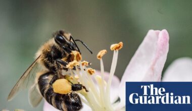 How an annual ‘wedding flight’ of 1,000 virgin queens is ensuring the revival of Europe’s dark bee | Bees
