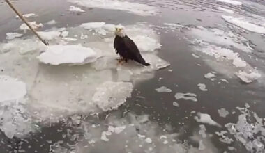 New York City Police Officers Rescue Injured Bald Eagle Trapped on Ice-Clogged Hudson River