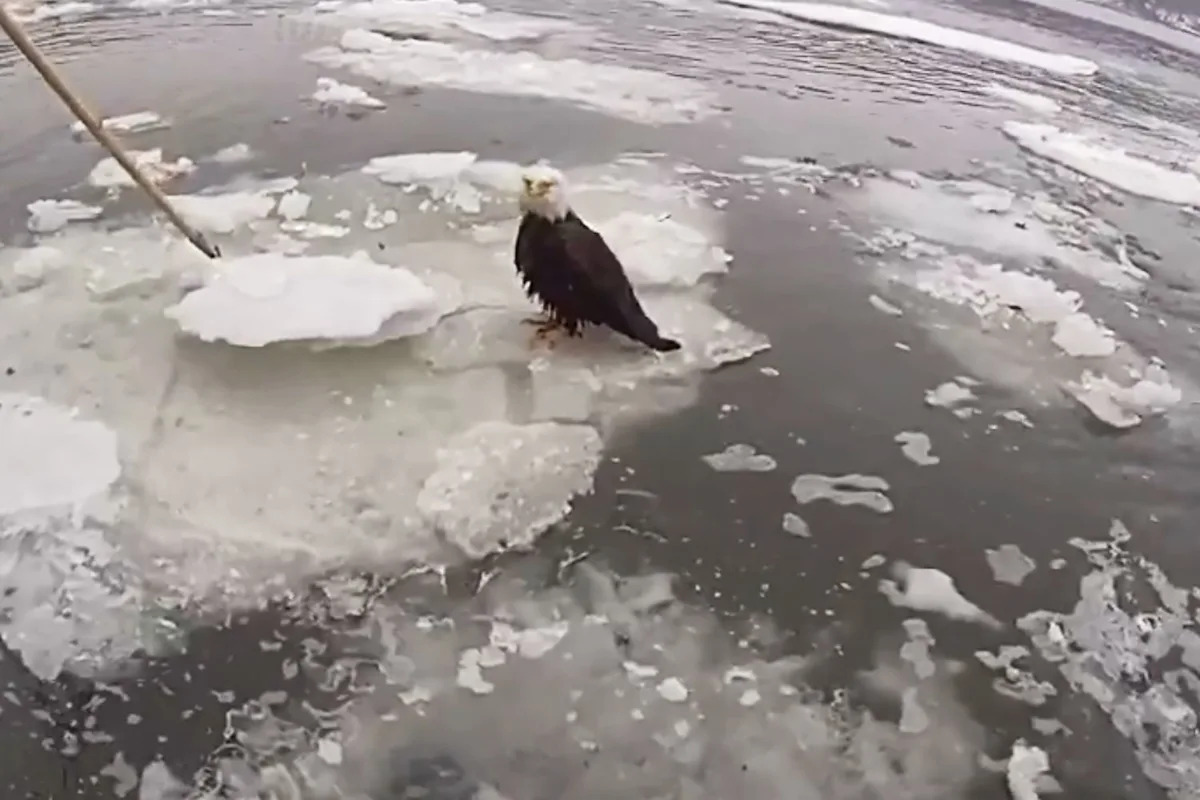 New York City Police Officers Rescue Injured Bald Eagle Trapped on Ice-Clogged Hudson River