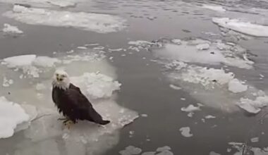 New York City police officers were...