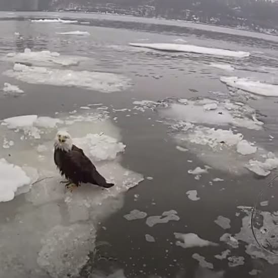 New York City police officers were...