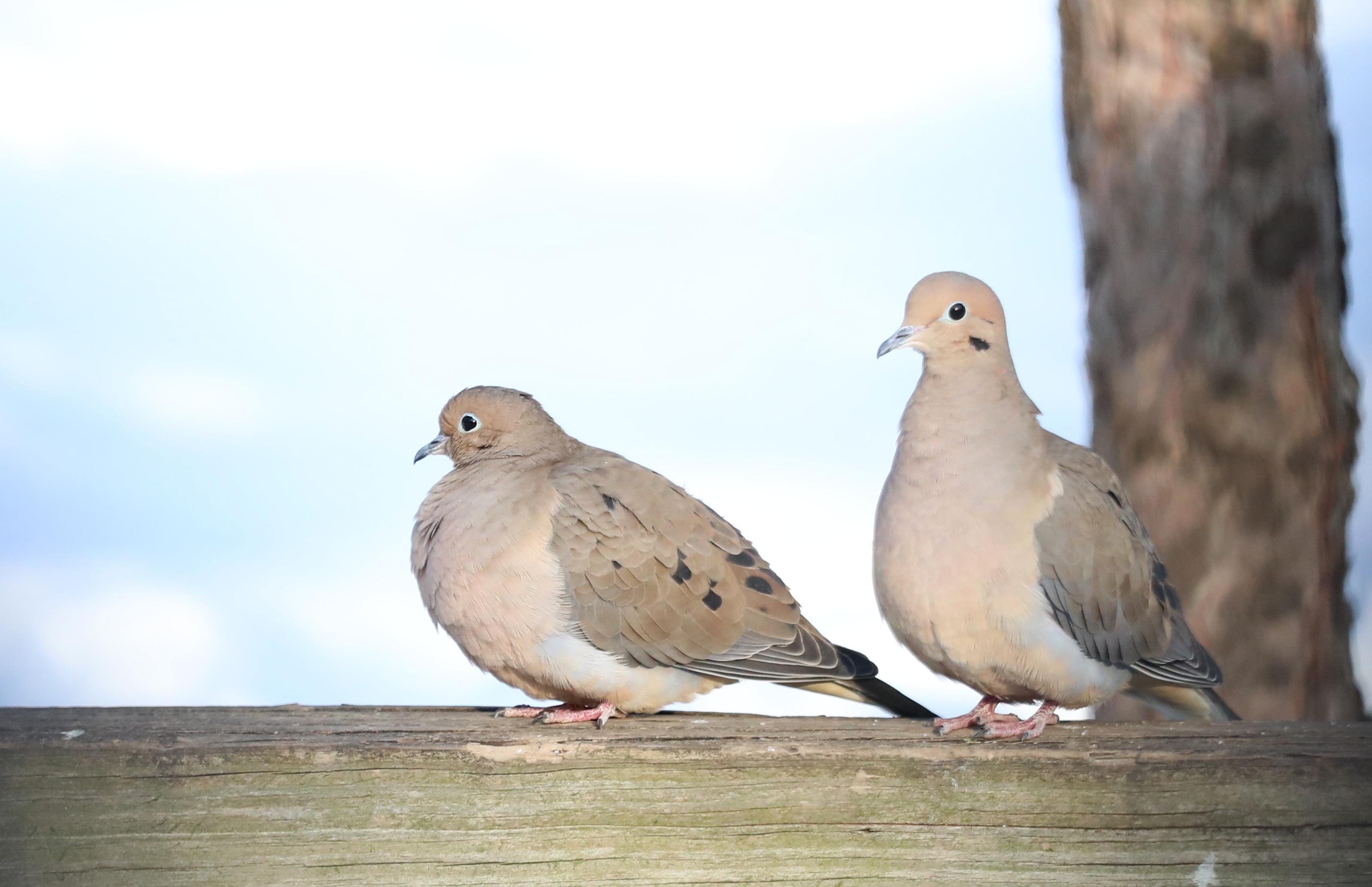 Many colorful visitors appeared such as these Mourning doves, during a 30-minute visit to the Conference House parking lot. They are one of the most abundant and widespread birds in North America. (Advance/SILive.com | Jan Somma-Hammel)