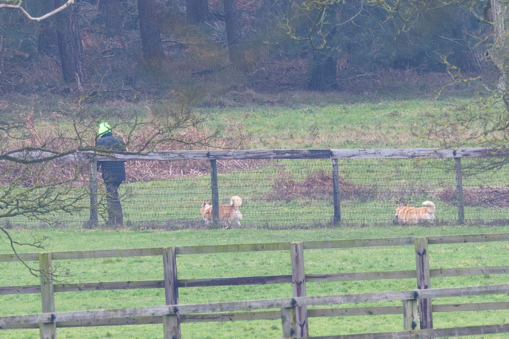 Corgis Muick and Sandy on a walk in Norfolk near Prince Andrew's temporary home 