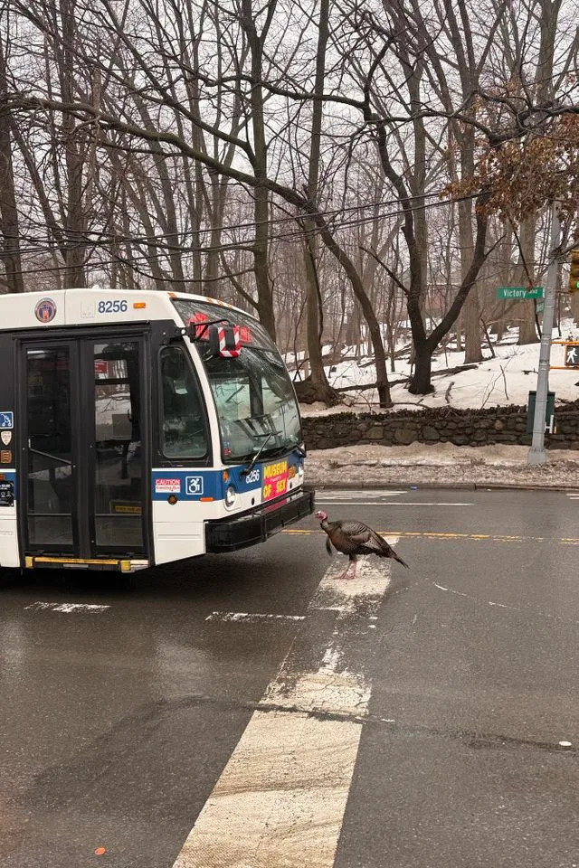 Wild turkey halts MTA bus traffic on Staten Island's Victory Boulevard. Andrew Bellah