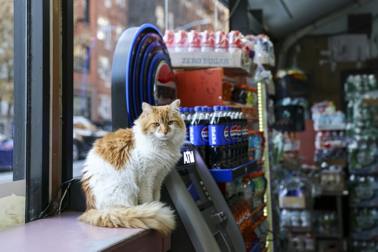 Simba lives at a bodega in Manhattan and is popular with the shop's customers
