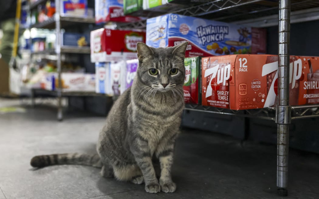 A cat named Ashley sits in a bodega corner store on December 17, 2025 in New York City. Thousands of felines live in New York’s corner shops, known as 