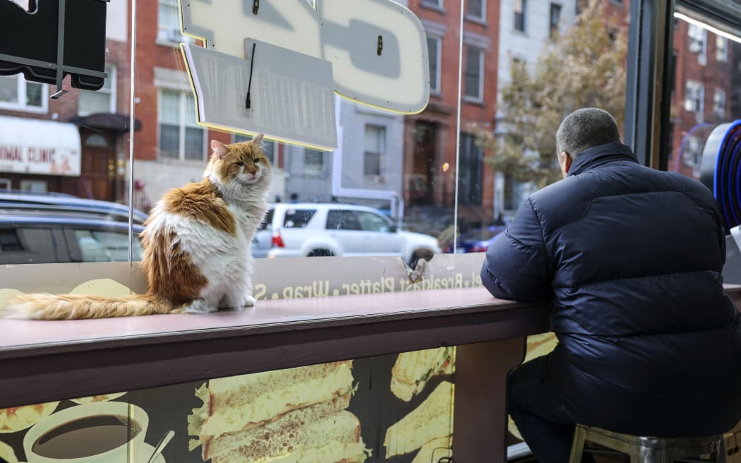 A cat named Simba sits on the counter of a bodega corner store on December 11, 2025 in New York City. Thousands of felines live in New York’s corner shops, known as 