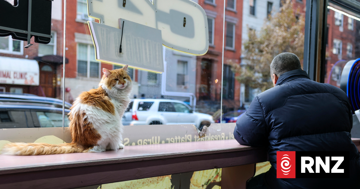 New York seeks rights for beloved but illegal 'bodega cats'