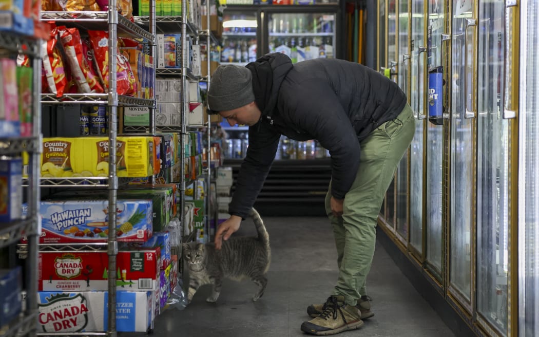 Guest Dan Rimada, founder of Bodega Cats of New York pets a cat named Ashley in a bodega corner store on December 17, 2025 in New York City. Thousands of felines live in New York’s corner shops, known as 