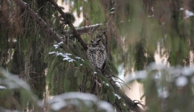 Staten Island weekend happenings: Winter walks, markets and more