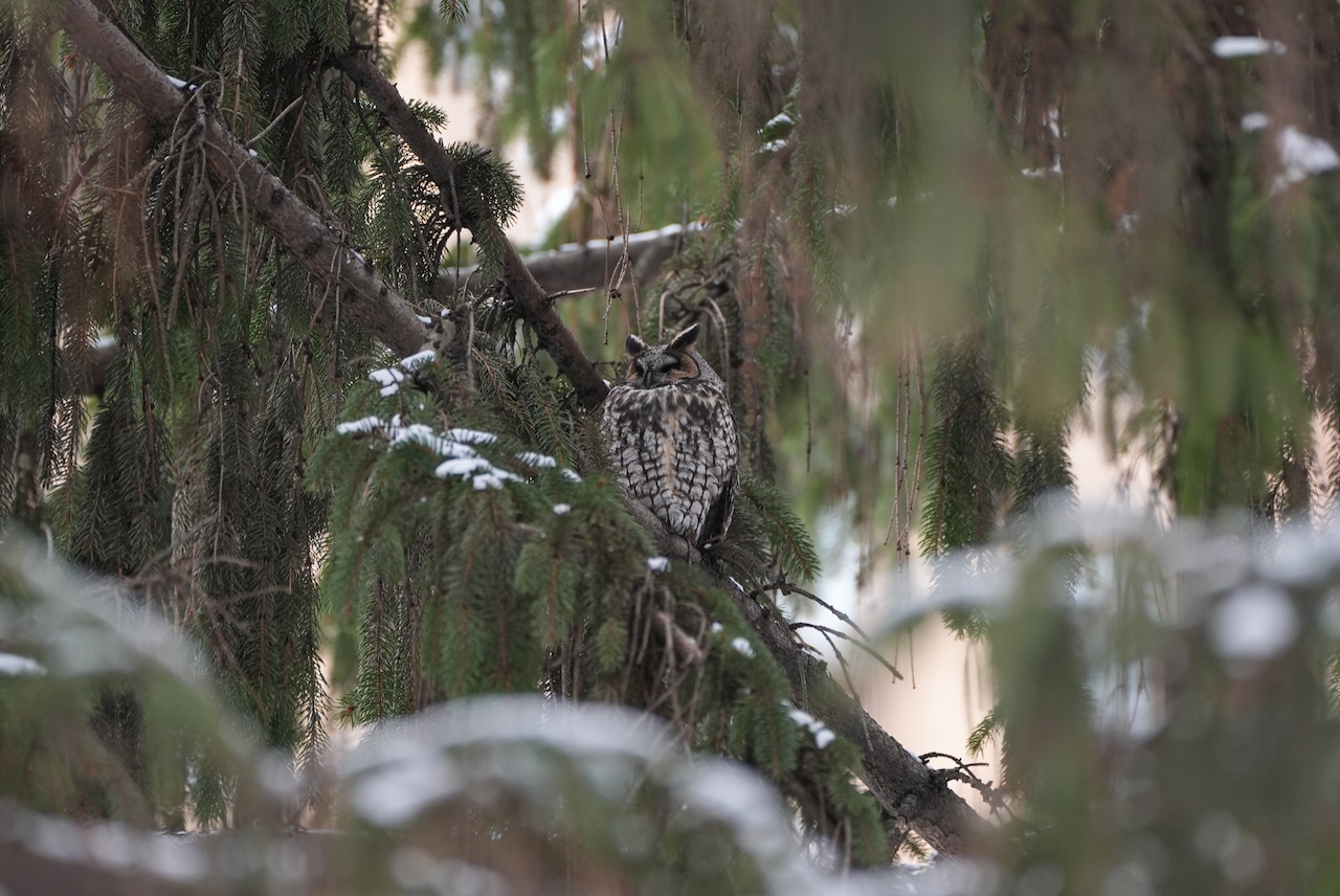 Staten Island weekend happenings: Winter walks, markets and more