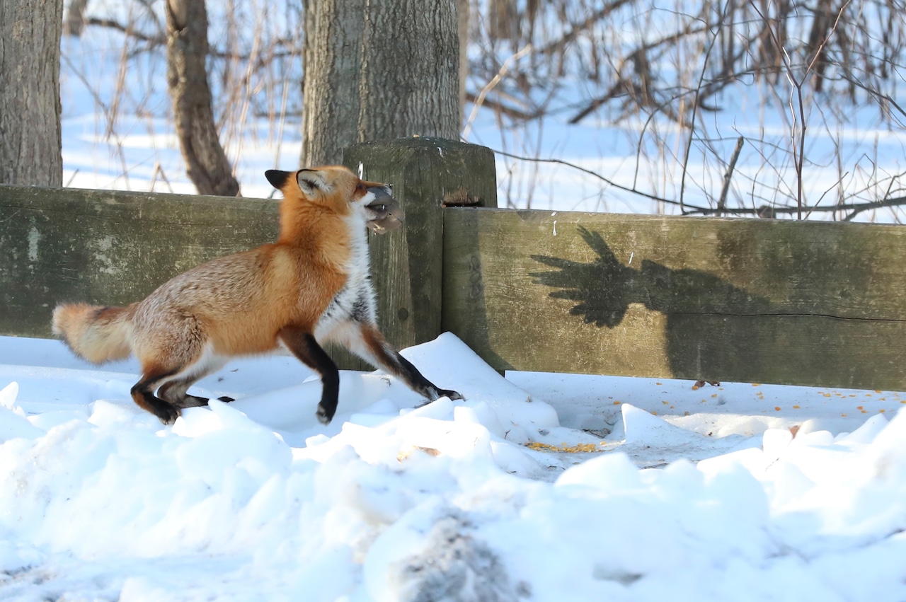 A fox catches breakfast