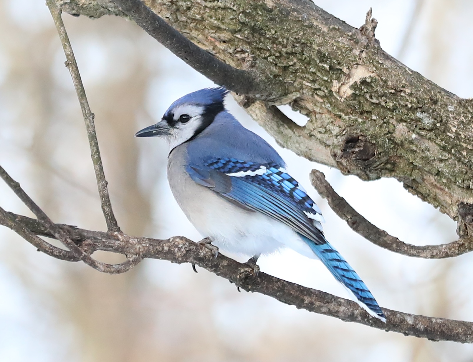 Many colorful visitors such as this Bluejay, appeared during a 30-minute visit to the Conference House parking lot. (Advance/SILive.com | Jan Somma-Hammel)