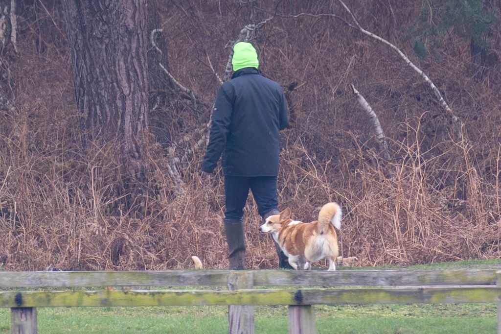 The late Queen's corgis on a dog walk on the Sandringham estate 