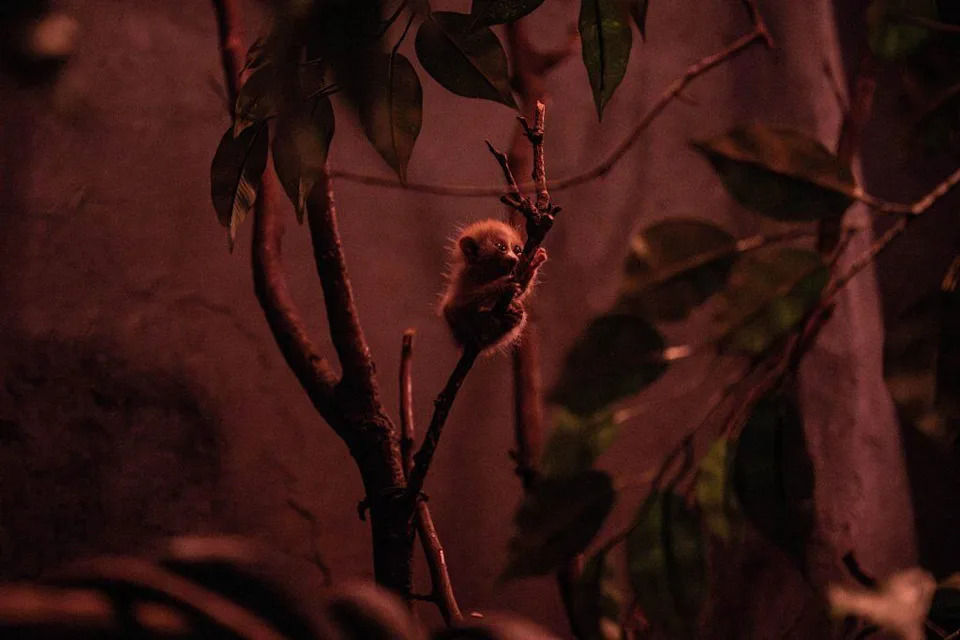 <p>Pygmy slow lorises are one of 25 species you can find in the Bronx Zoo’s new World of Darkness exhibit.</p><p class="copyright">©Bronx Zoo – <a href="https://www.dropbox.com/scl/fo/3jpwwgnbg9gxagc1ncumm/AN-5mtyHBh57MuQcOGs5q5k?rlkey=esm32zu5cewwag273r597pgaq&e=1&st=5jjzx3sz&dl=0" rel="nofollow noopener" target="_blank" data-ylk="slk:Original;elm:context_link;itc:0;sec:content-canvas" class="link ">Original</a></p>
