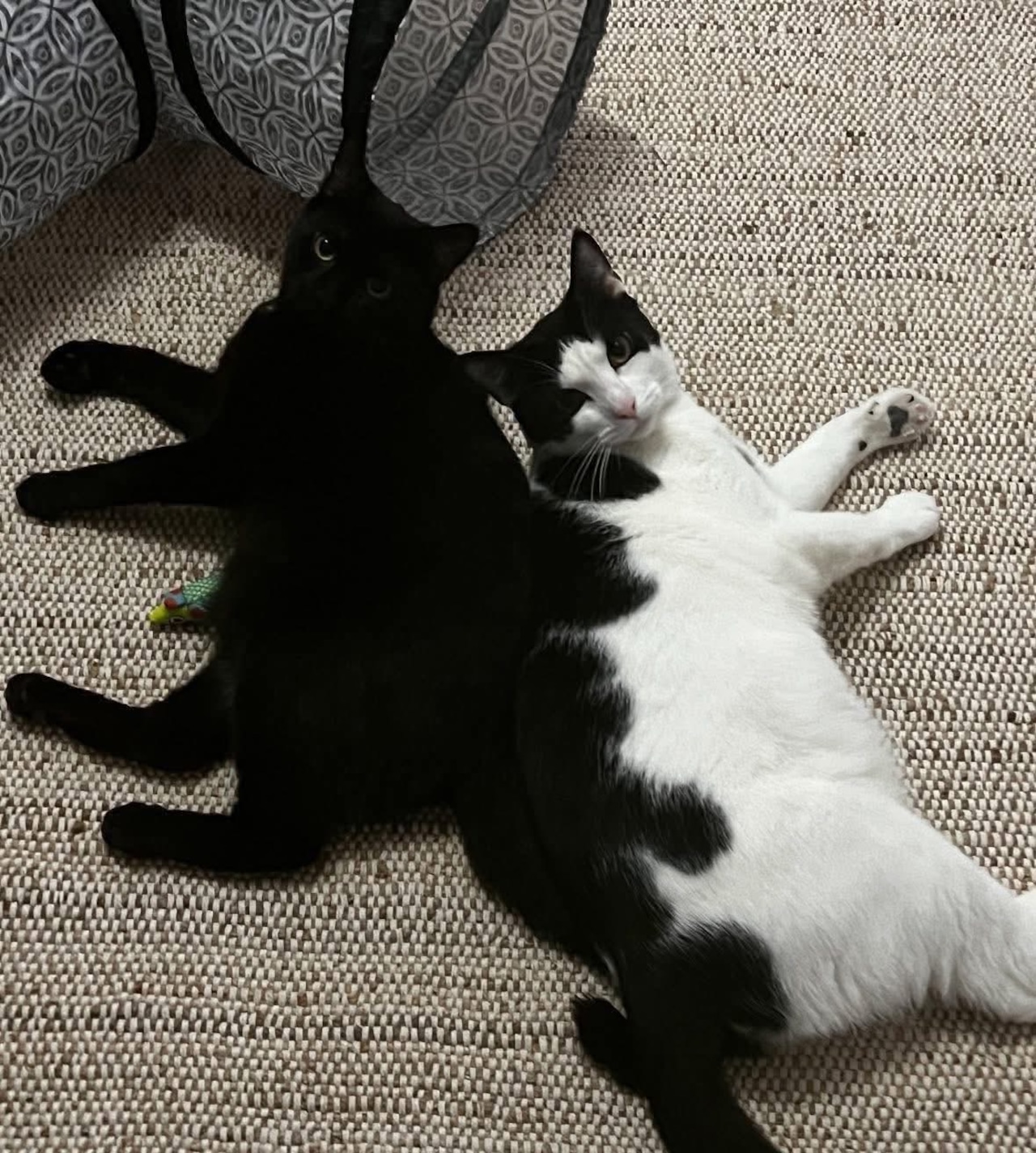 Good love, good food, and good company. Share it all with an adoptable pet. Feb 21-22