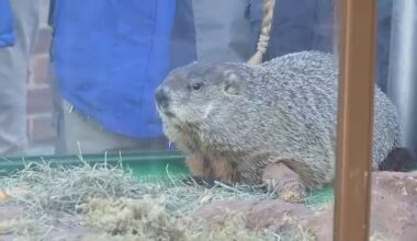 Groundhog Day 2026: Will NYC's Staten Island Chuck see his shadow?