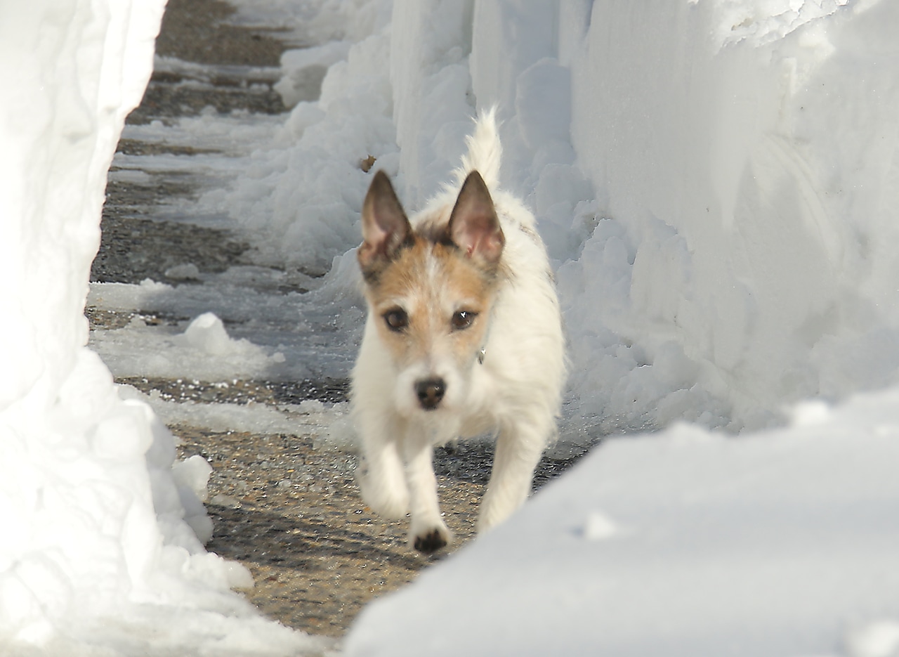 Snow 2016 Staten Island