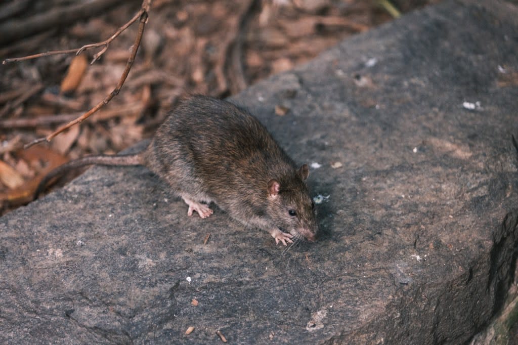 A rat in Delury Square in Manhattan’s Financial District. Stephen Yang