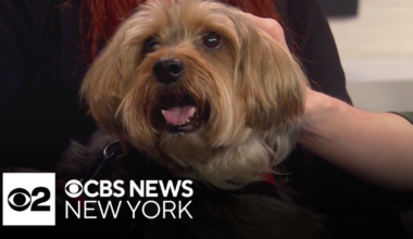 Furry Friend Finder: Meet Zazzie the Silky Terrier mix