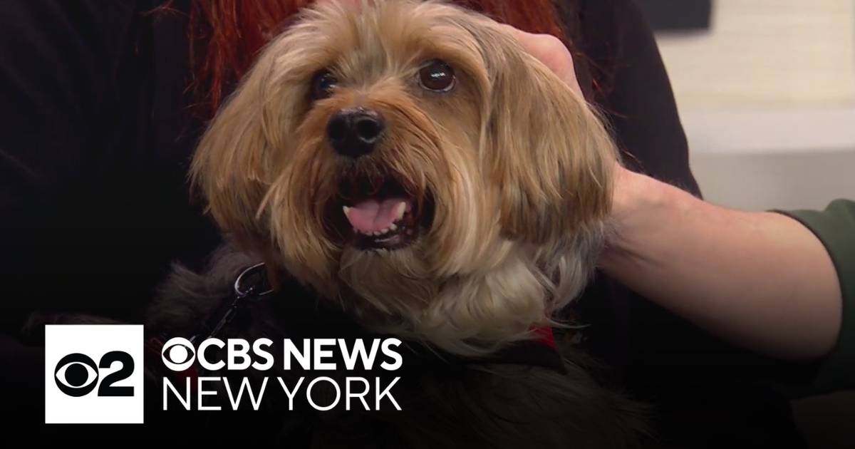 Furry Friend Finder: Meet Zazzie the Silky Terrier mix