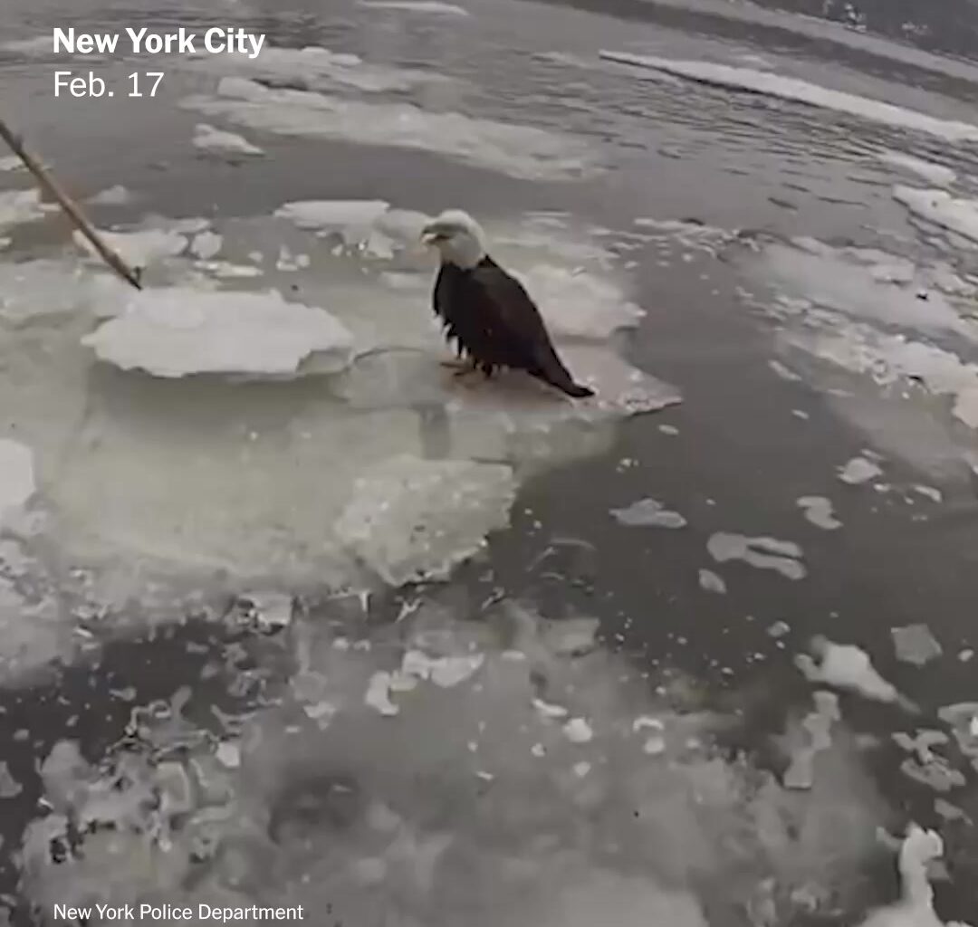 New York City police officers rescued a bald eagle in distress during a patrol along the Hudson River. The authorities took the injured bird to a rehabilitation center in New Jersey, which is working to stabilize it to allow for further testing and treatment. Read more: https://nyti.ms/4aqxCSg | The New York Times