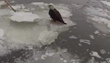 New York City police officers rescued a bald eagle in distress during a patrol along the Hudson River. The authorities took the injured bird to a rehabilitation center in New Jersey, which is working to stabilize it to allow for further testing and treatment. Read more: https://nyti.ms/4aqxCSg | The New York Times