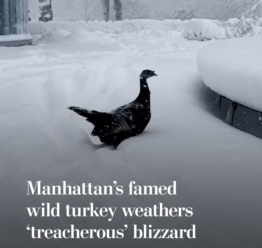 Astoria, a wild turkey that has moved into the Manhattan park The Battery, explored the snow on Feb. 23 during the winter storm that hit the city. Caretaker Anke Frohlich recorded video of Astoria, in part to share with the turkey's concerned fans. “Conditions were treacherous,” Frohlich said. “Astoria has many fans around the world who are eager to hear about her wellbeing. I was on site to update them first hand.”